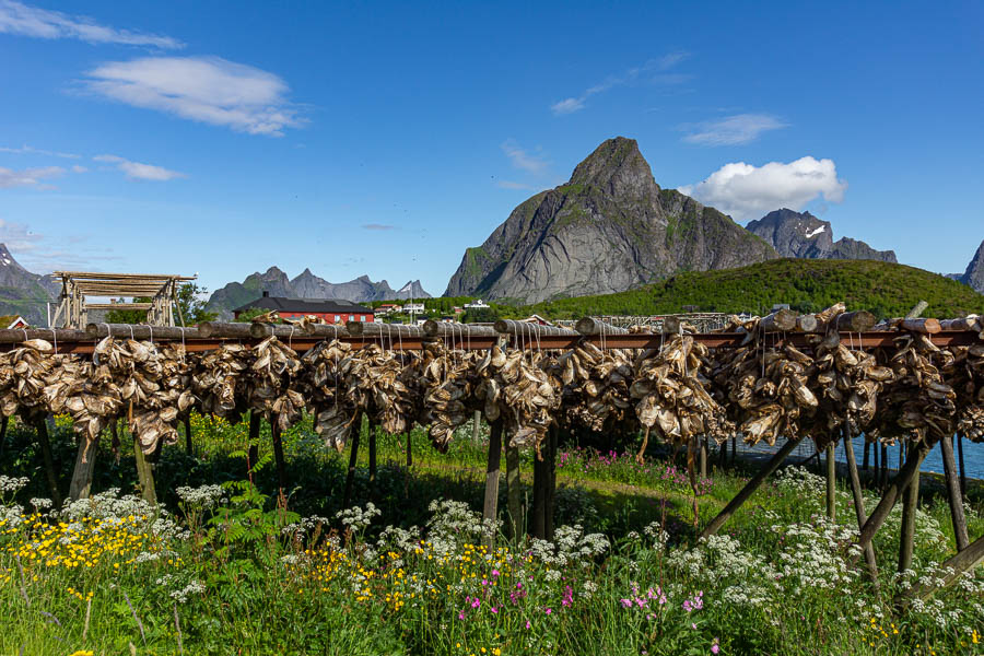 Reine : séchoirs à morue