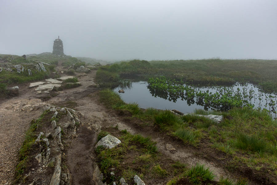 Brouillard et plantes aquatiques