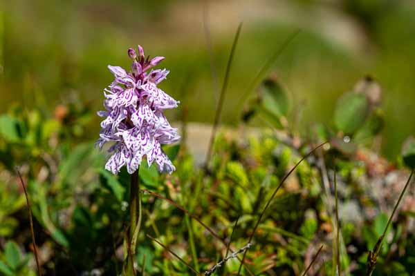 Orchis des bruyères (Dactylorhiza ericetorum)