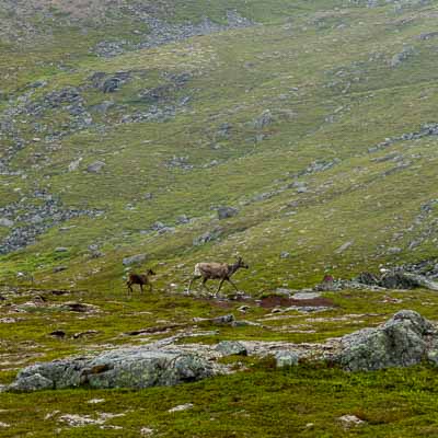 Hammerfest : rennes