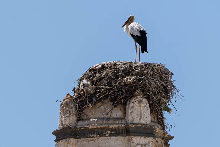 Faro, igreja de Nossa Senhora do Pé da Cruz  : cigogne
