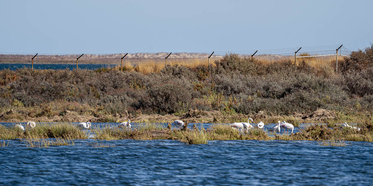 Ria Formosa : flamants roses