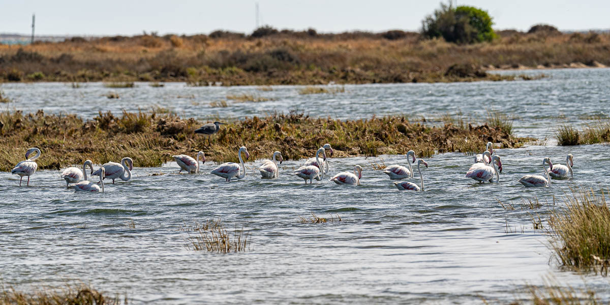 Ria Formosa : flamants roses et héron