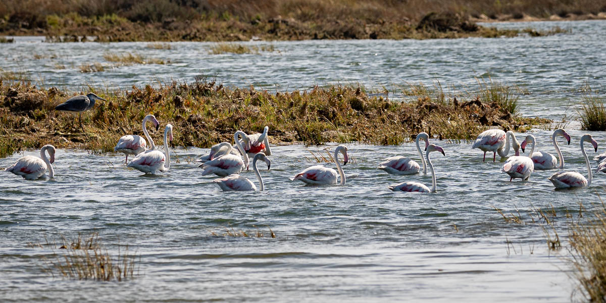 Ria Formosa : flamants roses et héron