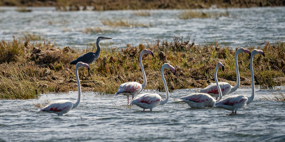 Ria Formosa : flamants roses (Phoenicopterus roseus) et héron cendré (Ardea cinerea)