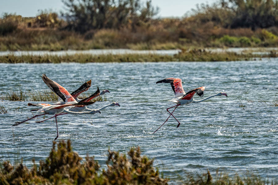 Ria Formosa : envol de flamants roses