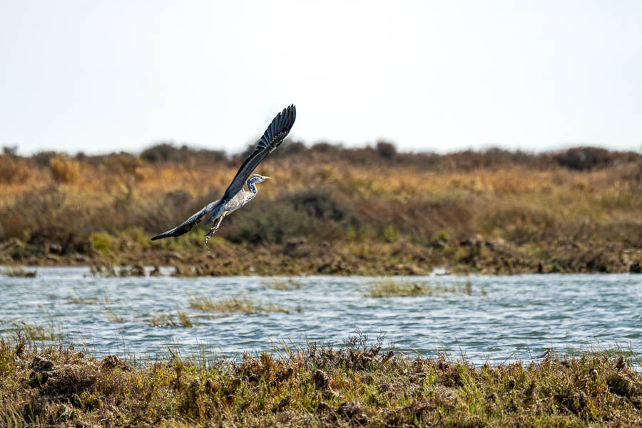 Ria Formosa : envol du héron