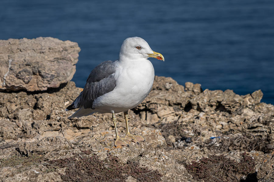 Cabo de São Vicente : goéland leucophée (Larus michahellis)
