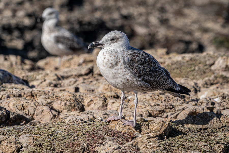 Cabo de São Vicente : goéland leucophée juvénile (Larus michahellis)