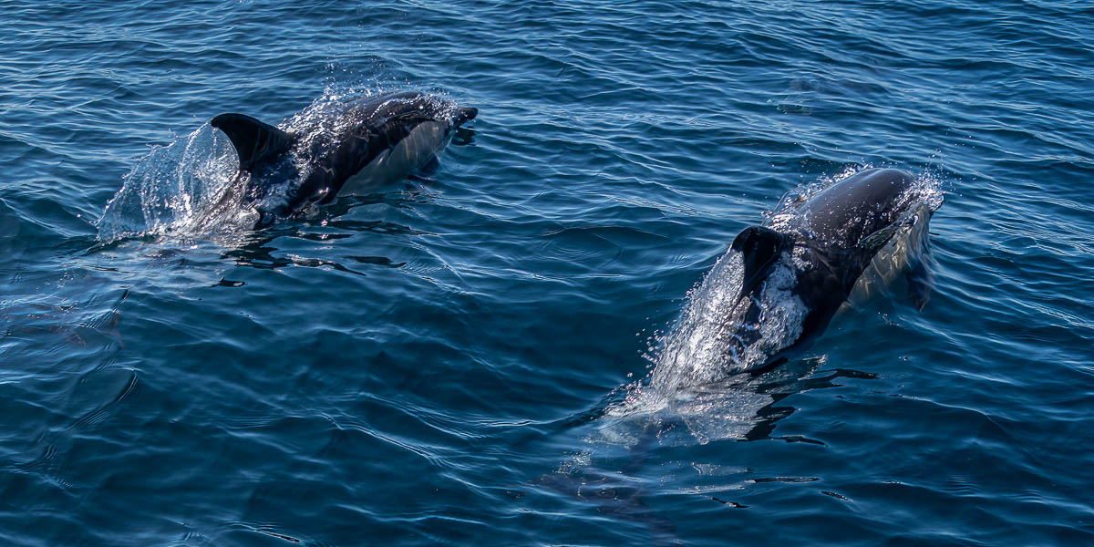 Dauphins communs (Delphinus delphis)
