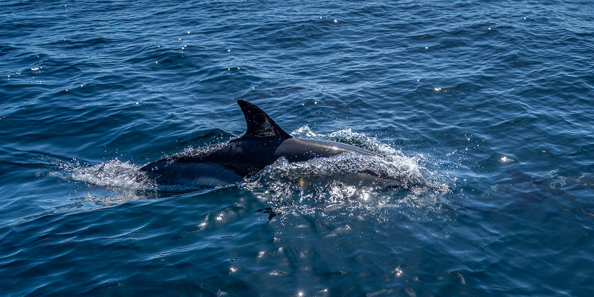 Dauphin commun (Delphinus delphis)