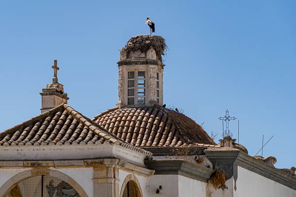 Faro, igreja de Nossa Senhora do Pé da Cruz  : cigogne