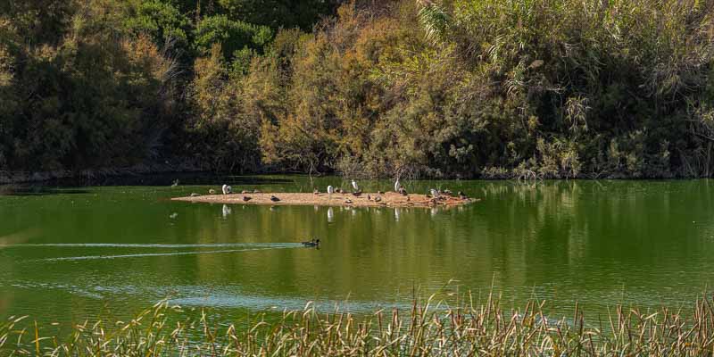 Ria Formosa : aigrettes (Ardea alba) et canards colverts (Anas platyrhynchos)