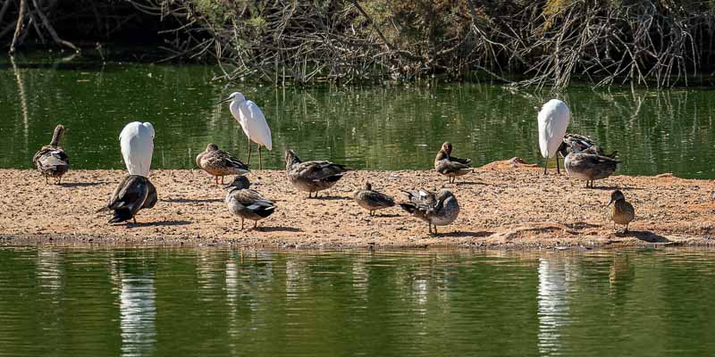 Ria Formosa : aigrettes (Ardea alba) et canards colverts (Anas platyrhynchos)