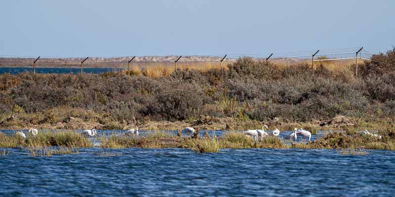 Ria Formosa : flamants roses