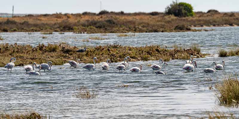 Ria Formosa : flamants roses et héron