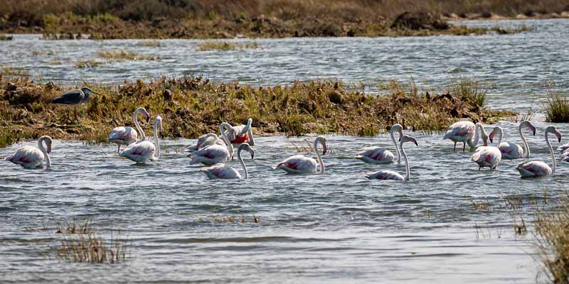 Ria Formosa : flamants roses et héron