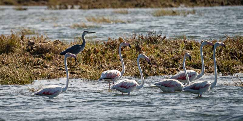 Ria Formosa : flamants roses (Phoenicopterus roseus) et héron cendré (Ardea cinerea)
