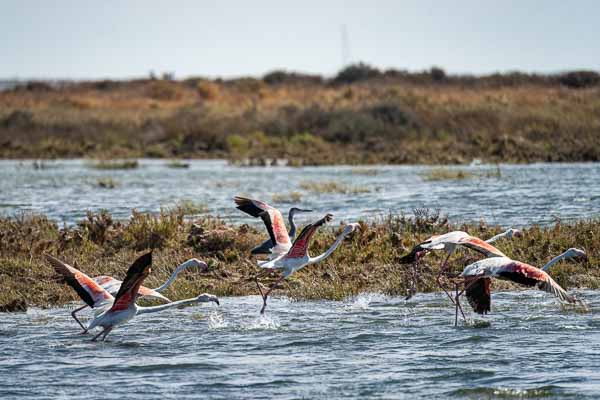 Ria Formosa : envol de flamants roses