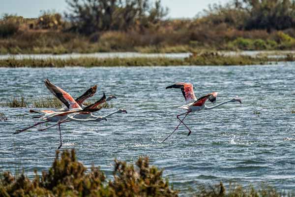 Ria Formosa : envol de flamants roses