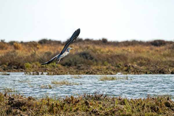 Ria Formosa : envol du héron