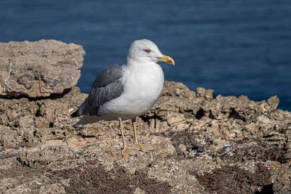 Cabo de São Vicente : goéland leucophée (Larus michahellis)