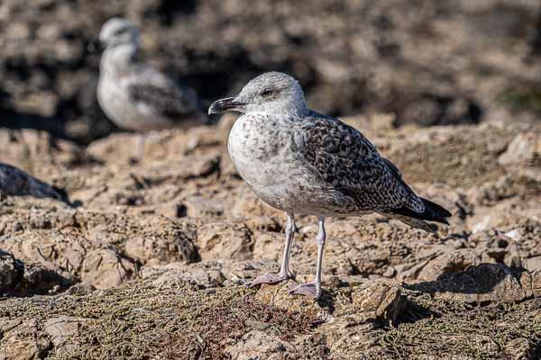 Cabo de São Vicente : goéland leucophée juvénile (Larus michahellis)