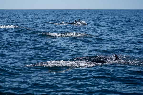 Dauphins communs (Delphinus delphis)
