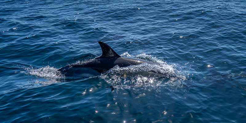 Dauphin commun (Delphinus delphis)