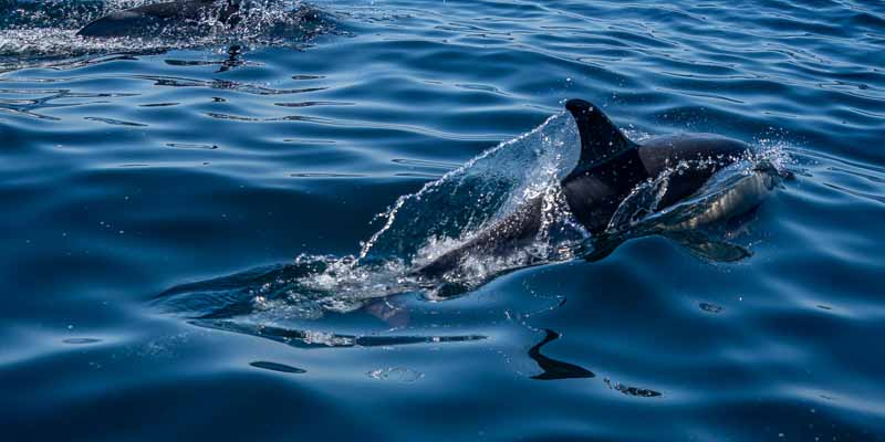 Dauphins communs (Delphinus delphis)