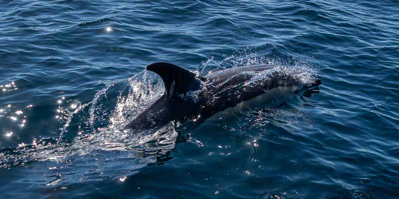 Dauphin commun (Delphinus delphis)