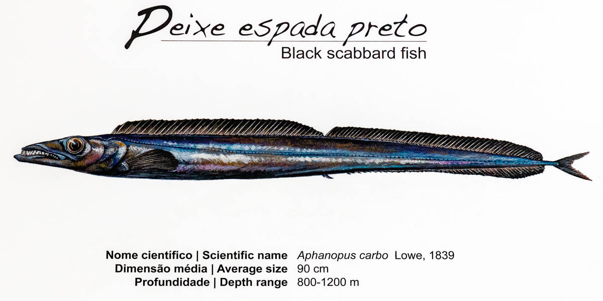 Funchal : mercado dos lavradores, sabre noir (Aphanopus carbo)