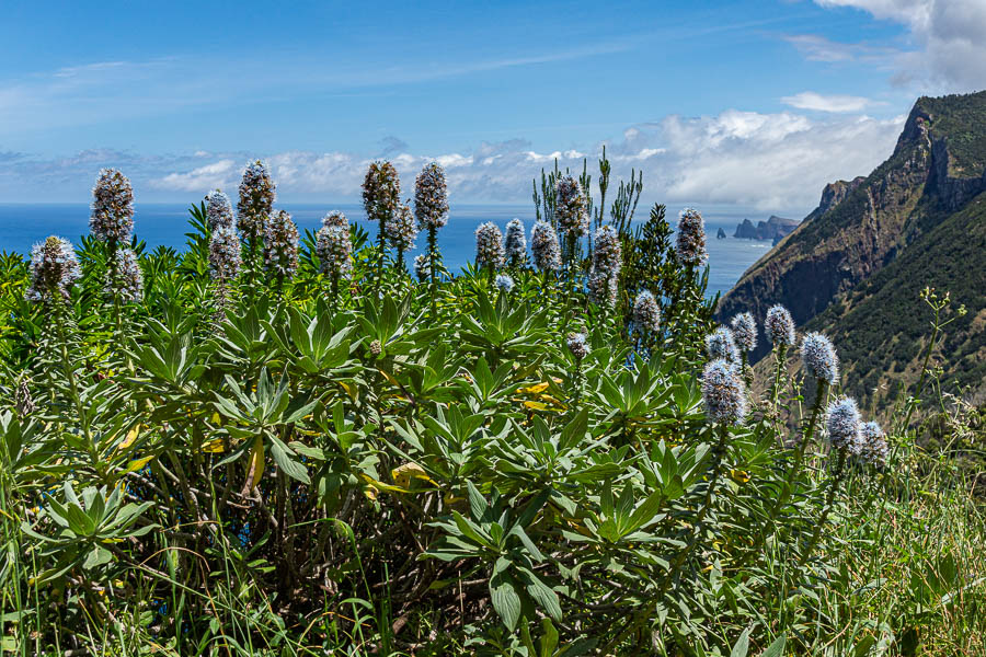 Vipérine  (Echium nervosum)