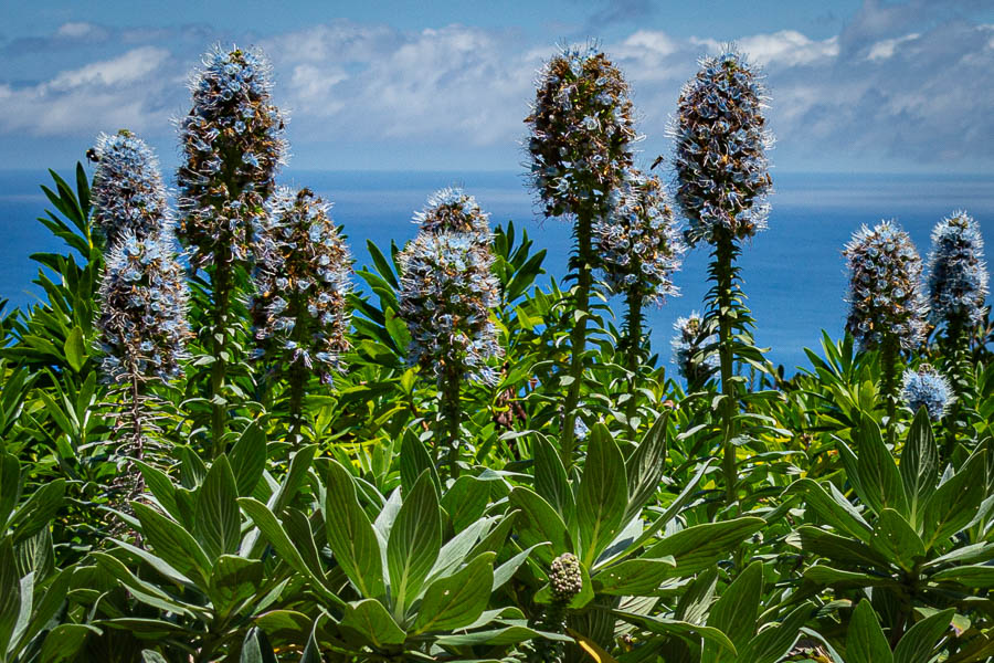 Vipérine  (Echium nervosum), endémique