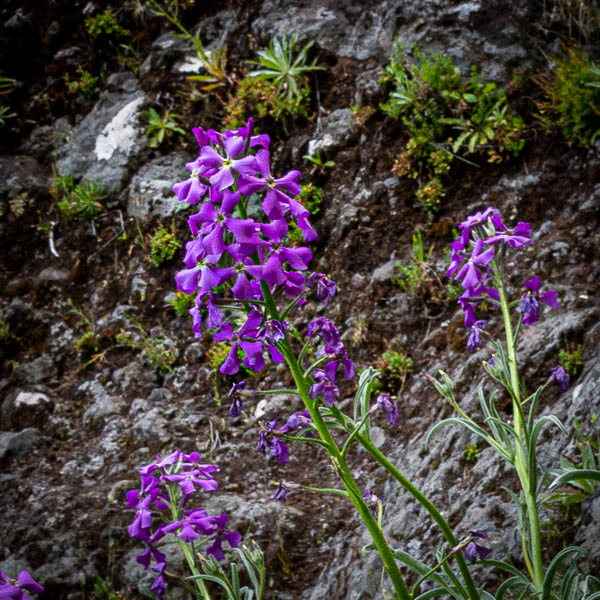 Giroflée de Madère (Matthiola maderensis)