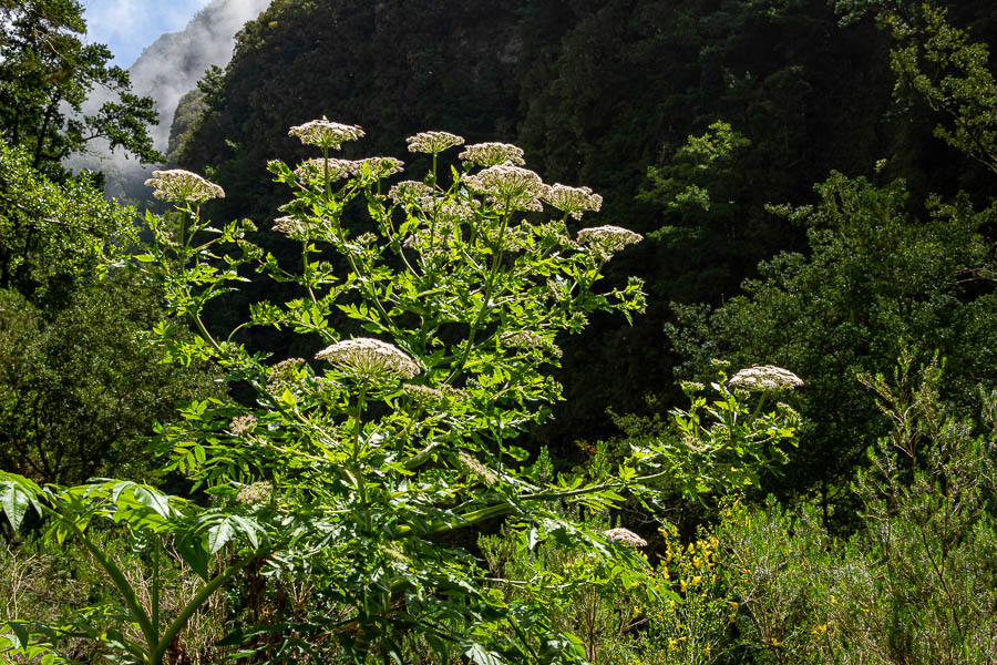 Ombellifère (Melanoselinum decipiens)