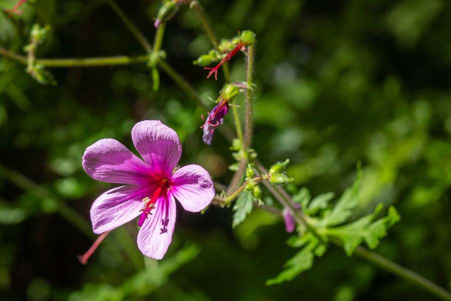 Géranium (Geranium palmatum)