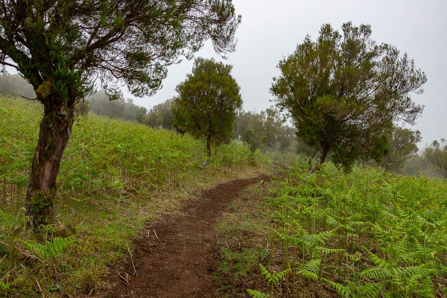 Sentier sur le plateau