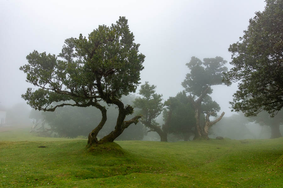 Fanal : vieux lauriers