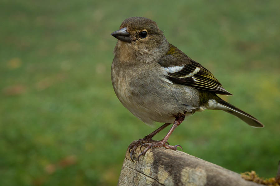 Pinson  des arbres femelle (Fringilla coelebs maderensis)