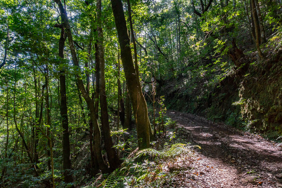 Piste dans la forêt, toiles d'araignée
