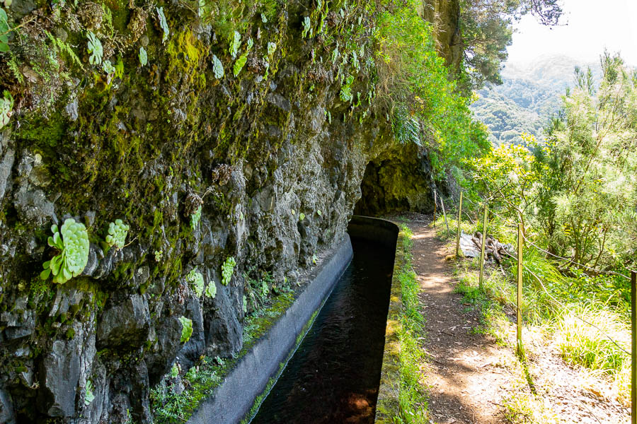 Levada de Ribeira da Janela : tunnel, joubarbes