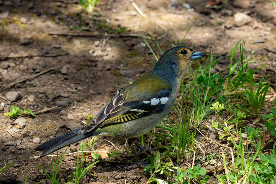 Pinson des arbres de Madère mâle (Fringilla coelebs maderensis)