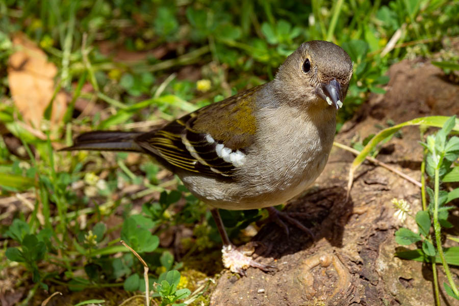 Pinson des arbres de Madère femelle (Fringilla coelebs maderensis)