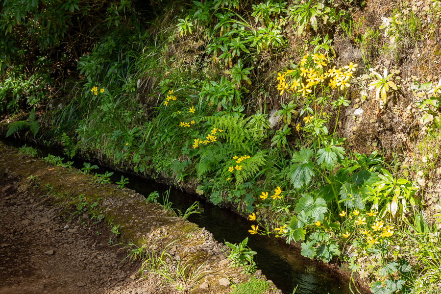 Levada das 25 Fontes : boutons d'or