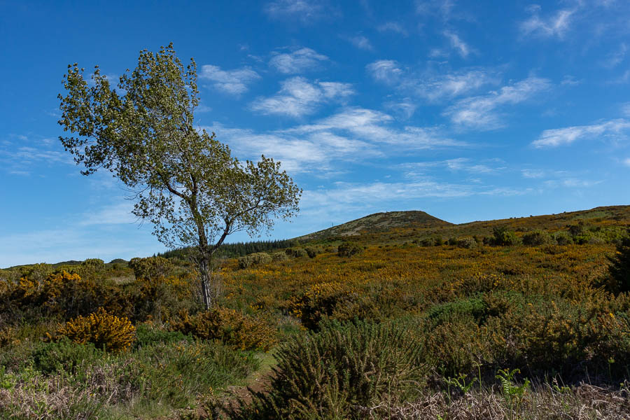 Pico Ruivo do Paúl da Serra, 1640 m