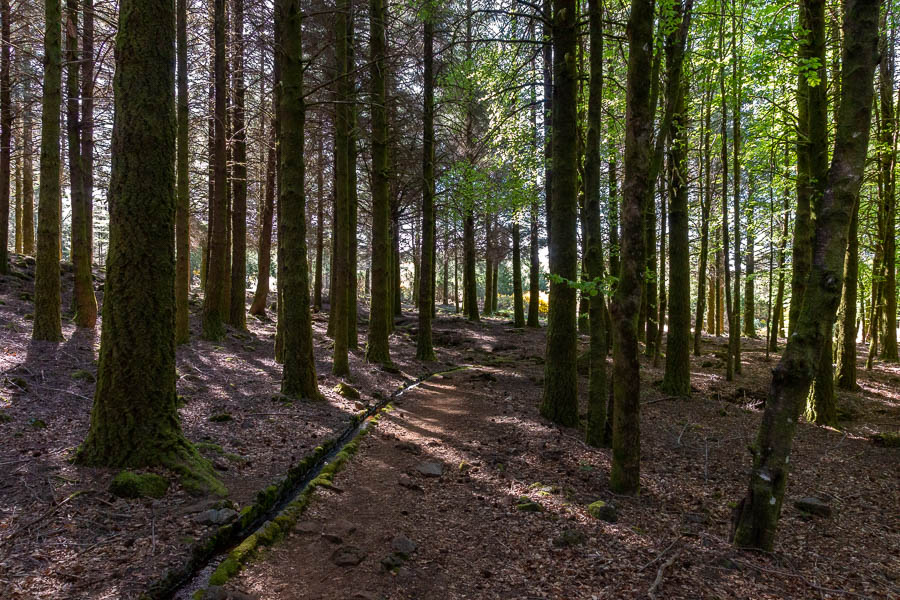 Forêt du pico Ruivo do Paúl da Serra