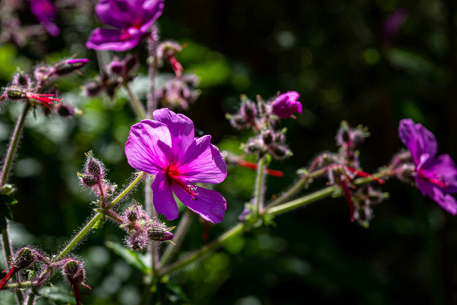 Géranium (Geranium palmatum)