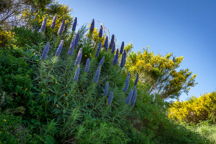 Vipérine de Madère (Echium candicans)