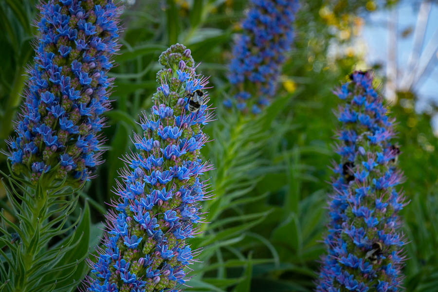 Vipérine de Madère (Echium candicans)